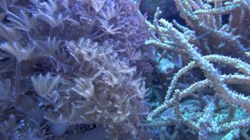 Sea anemones showing the texture and tentacles video