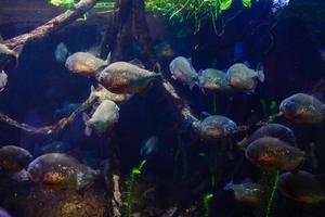 pequeños peces de colores, arrecifes de coral brillantes en el acuario. vida submarina foto