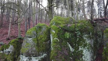 Formations rocheuses couvertes de mousse dans la forêt video