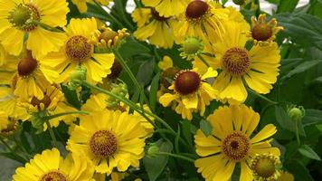 helenium herfstachtig is een noorden Amerikaans soorten van bloeiend planten in de zonnebloem familie. gemeenschappelijk naam is gemeenschappelijk nieskruid. video