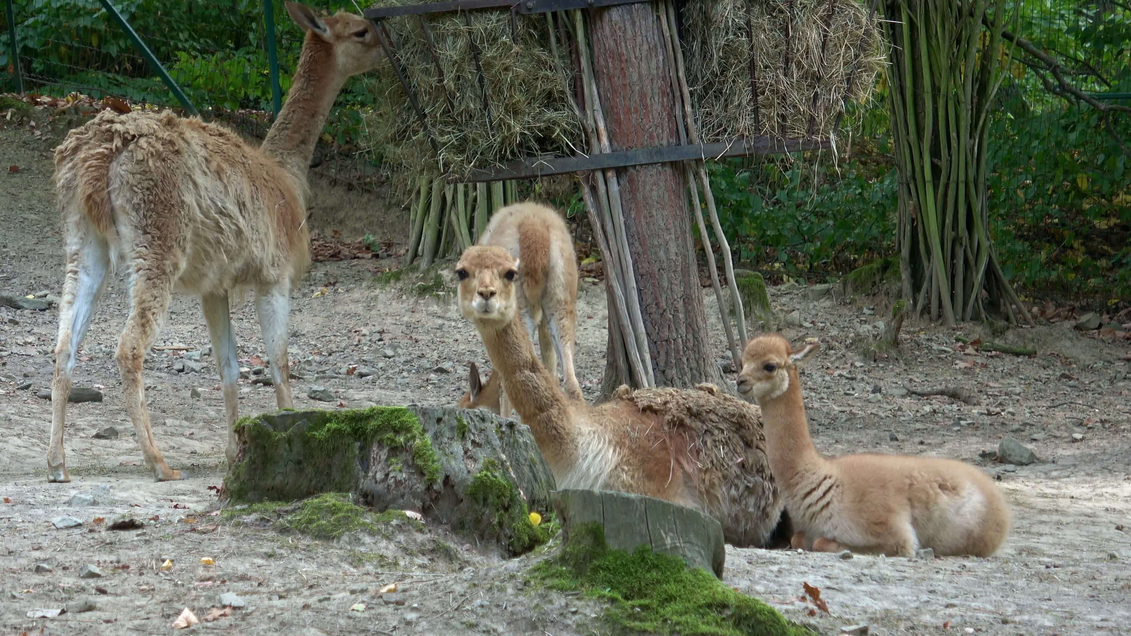 A group of vicuna Vicugna vicugna 16780094 Stock Video at Vecteezy