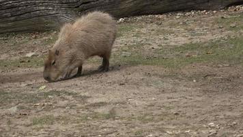 de kapybara, hydrochoerus hydrochaeris är en däggdjur inföding till söder amerika. den är de största levande gnagare i de värld. video