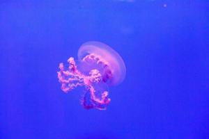 medusas en un acuario con agua azul foto