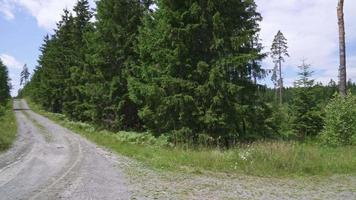 routes au milieu de la forêt verte video