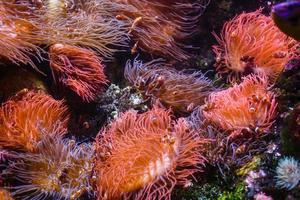 pequeños peces de colores, arrecifes de coral brillantes en el acuario. vida submarina foto