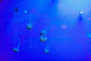 Jellyfish in an aquarium with blue water photo