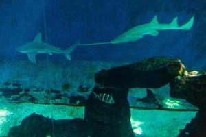 silueta de tiburón bajo el agua. concepto de peligro foto