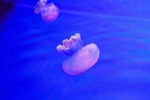 Jellyfish in an aquarium with blue water photo