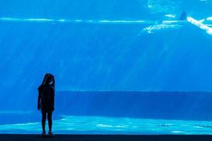 dolphins in a large blue aquarium closeup photo