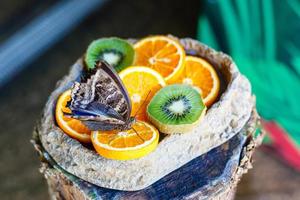 Owl butterfly are feeding on fruits oranges and kiwis on a plate. Isolated over white photo