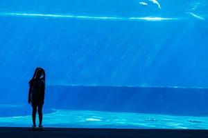 A little girl is looking fishes in a huge aquarium photo