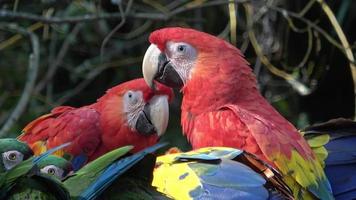 groupe de perroquets ara, perroquet rouge ara écarlate, ara macao video