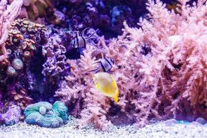 Little colorful fish, bright coral reef in aquarium. Underwater life. photo