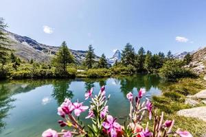 Idyllic landscape in the Alps with fresh green meadows and blooming flowers and snowcapped mountain tops in the background. photo