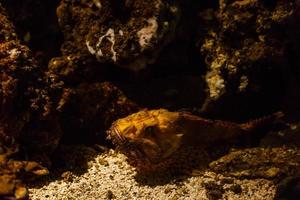 A little girl is looking fishes in a huge aquarium photo