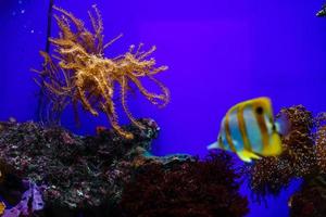 aquarium with fishes and reef photo