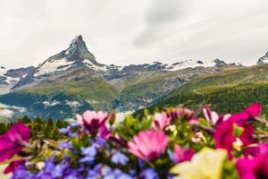 Idyllic landscape in the Alps with fresh green meadows and blooming flowers and snowcapped mountain tops in the background. photo