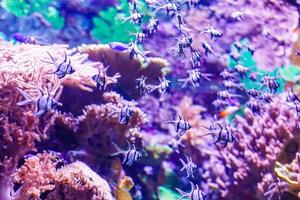 pequeños peces de colores, arrecifes de coral brillantes en el acuario. vida submarina foto