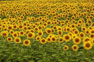 paisaje de campo de girasol. campo de girasoles florecientes en una puesta de sol de fondo. fondo natural de girasol, flor de girasol foto