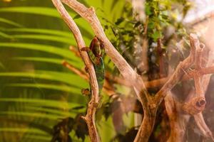 A ambilobe panther chameleon is sleeping on a branch. photo