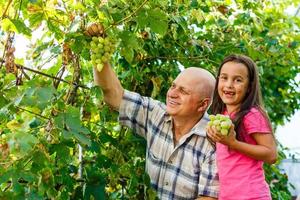 abuelo y nieta cosechan uvas en un viñedo foto