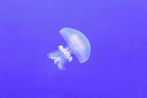 Jellyfish in an aquarium with blue water photo