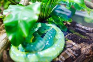 a close-up of an green mamba photo