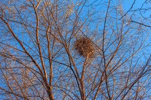 un gran nido de pájaros anidado en el hueco de las ramas de los árboles contra un cielo azul foto