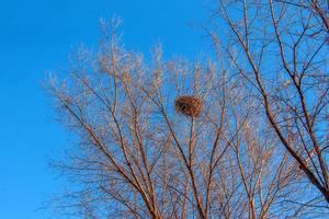 A large birds nest nestled in the crook of tree branches against a blue sky photo