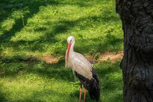 European stork, Ciconia ciconia, in natural environment, early summer. photo