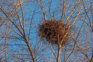 un gran nido de pájaros anidado en el hueco de las ramas de los árboles contra un cielo azul foto