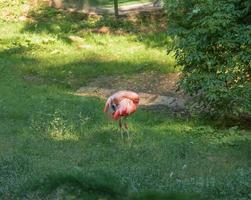 Beautiful pink flamingo. A flock of pink flamingos in a pond. Flamingos are a species of wading bird from the genus Phoenicopterus. Zoo in the city of Bojnice in Slovakia. photo