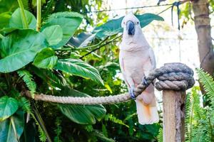 Cacatua galerita - Sulphur-crested Cockatoo sitting on the branch. Big white and yellow cockatoo with green background photo