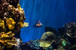 diferentes peces tropicales bajo el agua foto
