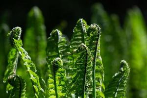 Green Fiddlehead Fern photo