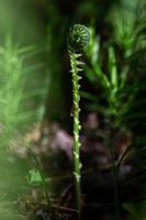 helecho fiddlehead verde foto