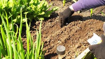 Bauernhände pflanzen zum Pflanzen von Samen im Garten. Nahaufnahme der Hände eines Mannes, die Samen in den Boden legen. das Konzept des ökologischen Landbaus und des Frühlingsgartenbaus video