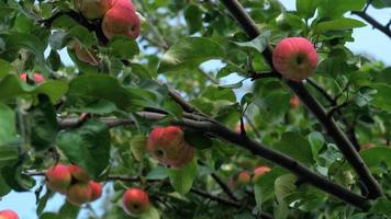 Cosecha de otoño manzanas rojas en un árbol, cierra video