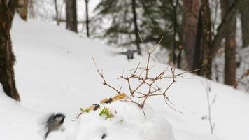 chapins e nuthatch comem pão e sementes na neve no inverno. conceito do dia internacional das aves video