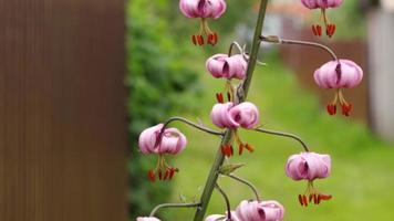 lång buske av blomning rosa lilja. blommor stängd deras knoppar i de regn video