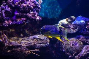 Different Tropical Fish Under Water photo
