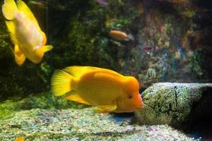 Different Tropical Fish Under Water photo