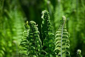 Green Fiddlehead Fern photo