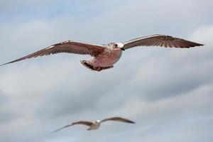 gaviota patiamarilla en vuelo foto