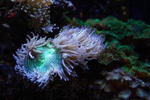 diferentes peces tropicales bajo el agua foto