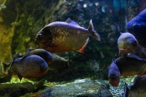 Different Tropical Fish Under Water photo