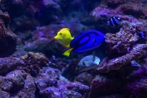 Different Tropical Fish Under Water