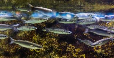 Different Tropical Fish Under Water photo