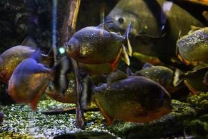 Different Tropical Fish Under Water photo