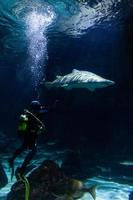 Different Tropical Fish Under Water photo